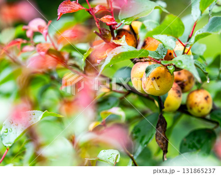 雨に濡れしっとりと佇む、たわわに実った完熟の梅の実 131865237