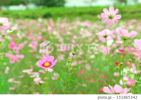 秋の花コスモス畑に咲くピンク色のコスモス 秋の花コスモス畑に咲くピンク色のコスモス 131865342