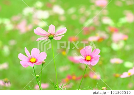 秋の花コスモスのピンク色のコスモスが咲いています 秋の花コスモスのピンク色のコスモスが咲いています 131865510