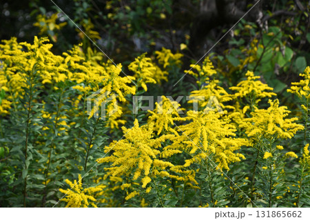 セイタカアワダチソウ(背高泡立草) セイタカアワダチソウ(背高泡立草) 131865662