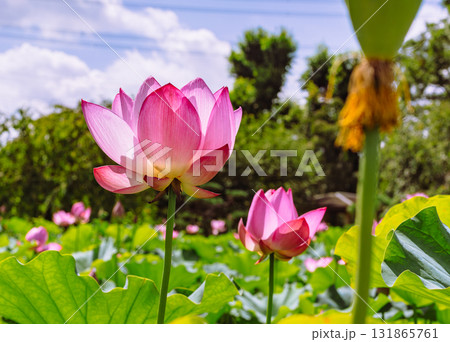 運動公園 古代ハスの花6ー5 運動公園 古代ハスの花6ー5 131865761