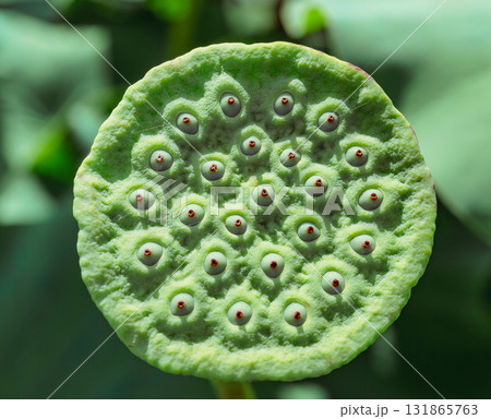 運動公園　古代ハスの花6ー7 131865763