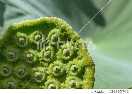 運動公園 古代ハスの花6ー12 運動公園 古代ハスの花6ー12 131865768