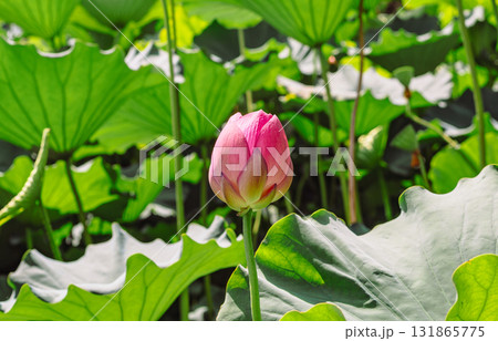 運動公園 古代ハスの花6ー19 運動公園 古代ハスの花6ー19 131865775