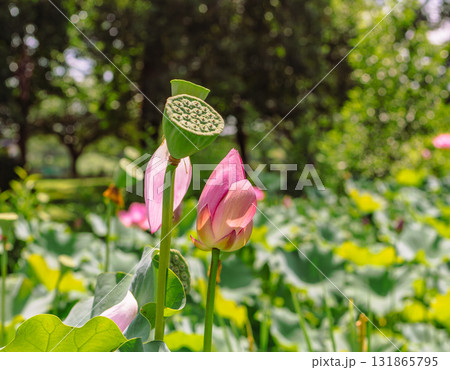 運動公園　古代ハスの花6ー39 131865795
