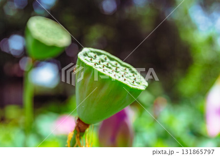 運動公園 古代ハスの花6ー41 運動公園 古代ハスの花6ー41 131865797