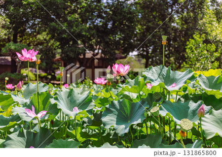 運動公園　古代ハスの花6ー44 131865800
