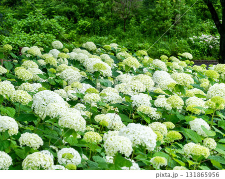 梅雨時に元気に咲き誇る白いアジサイ 131865956