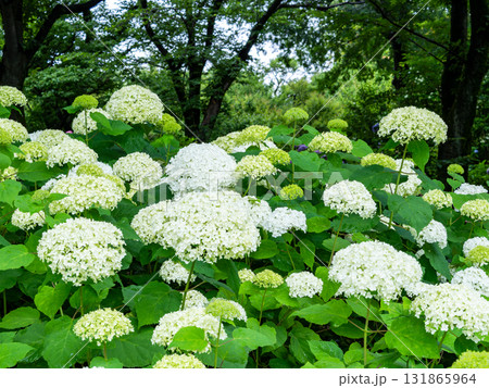 梅雨時に元気に咲き誇る白いアジサイ 131865964