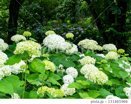梅雨時に元気に咲き誇る白いアジサイ 131865966