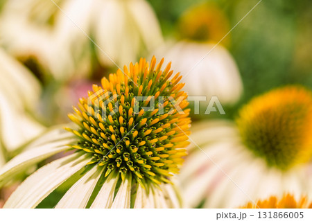 エキナセアの花6ー4 131866005