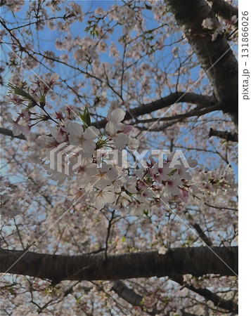 桜の花のある風景 桜の花のある風景 131866026