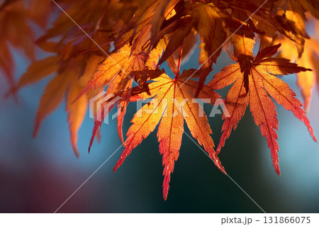 紅葉 紅葉 131866075