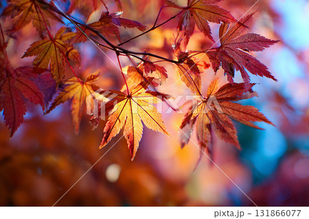 紅葉 紅葉 131866077
