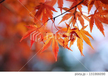 紅葉 131866090