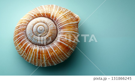 Seashell spiral pattern displaying natural geometry in turquoise setting highlighting organic design 131866245