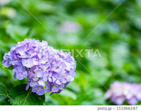 梅雨を彩る景色　カラフルで美しいアジサイ 131866297