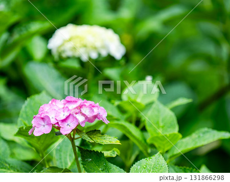 梅雨を彩る景色　カラフルで美しいアジサイ 131866298