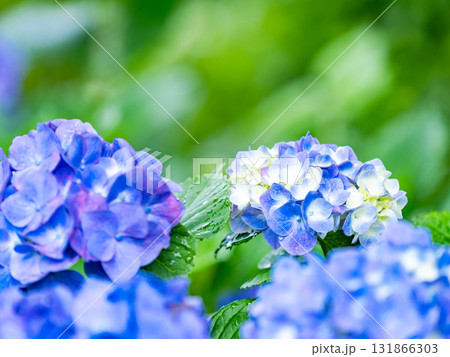 梅雨を彩る景色　カラフルで美しいアジサイ 131866303