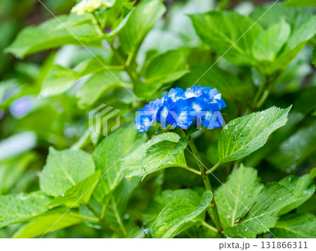 梅雨を彩る景色　カラフルで美しいアジサイ 131866311