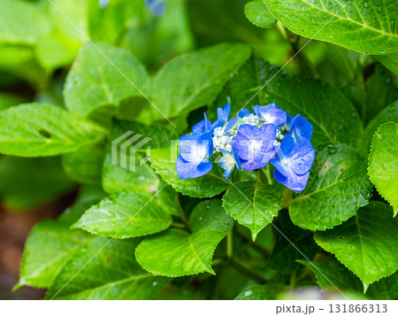 梅雨を彩る景色　カラフルで美しいアジサイ 131866313