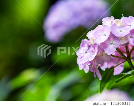 梅雨を彩る景色　カラフルで美しいアジサイ 131866315