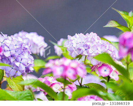 梅雨を彩る景色　カラフルで美しいアジサイ 131866319