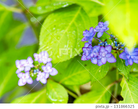 梅雨を彩る景色　カラフルで美しいアジサイ 131866325