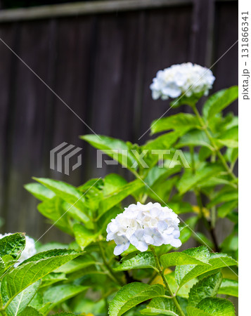 梅雨を彩る景色　カラフルで美しいアジサイ 131866341