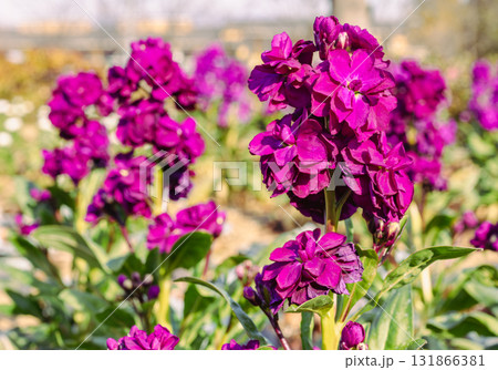 アラセイトウの花ー24 アラセイトウの花ー24 131866381