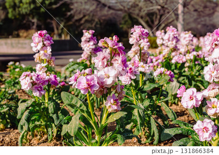 アラセイトウの花ー27 131866384