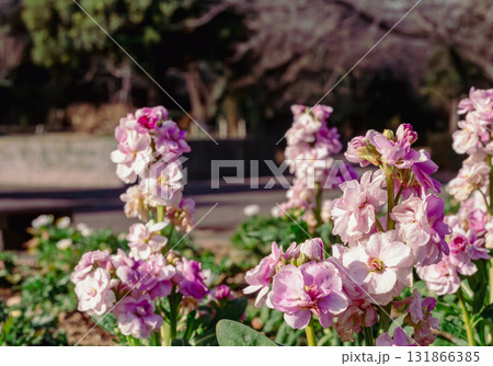 アラセイトウの花ー28 アラセイトウの花ー28 131866385