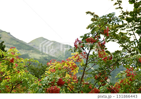 ナナカマドと大山 131866443