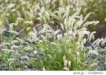 枯れ始めたネコジャラシ 131866452