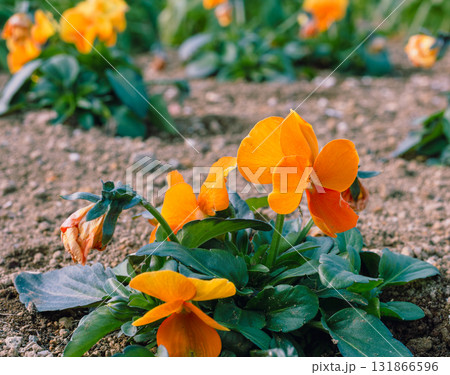 パンジーの花ー40 パンジーの花ー40 131866596