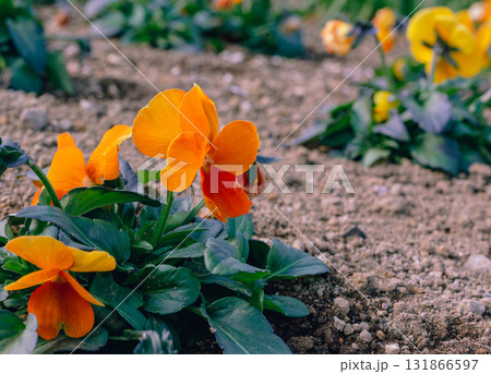 パンジーの花ー41 パンジーの花ー41 131866597