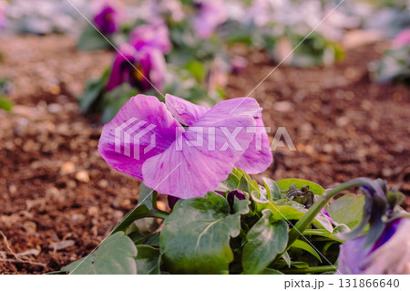 パンジーの花ー28 131866640