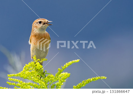 秋、鳴くノビタキ 秋、鳴くノビタキ 131866647