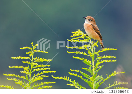 草の上で佇むノビタキ 131866648