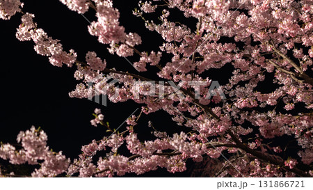 the branch of oriental cherry or sakura against the dark sky during Hirosaki Cherry Blossom Festival the branch of oriental cherry or sakura against the dark sky during Hirosaki Cherry Blossom Festival 131866721