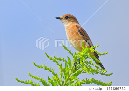 秋の青空バックに佇むノビタキ 秋の青空バックに佇むノビタキ 131866782