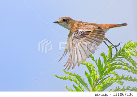 羽ばたいて飛び出すノビタキ 131867136