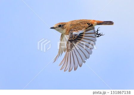 秋の空を飛翔するノビタキ 131867138