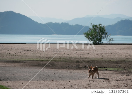 海辺で生きる 海辺で生きる 131867361