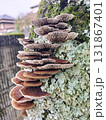 階段みたいなキノコ 131867401