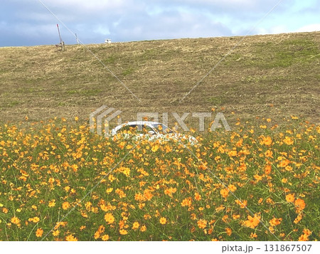 秋桜の咲く河川敷の道路を走る白い車 秋桜の咲く河川敷の道路を走る白い車 131867507
