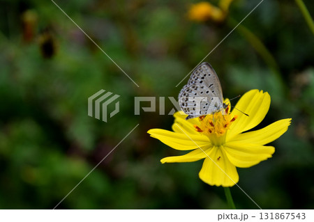 キバナコスモスの蜜を吸う蝶 131867543