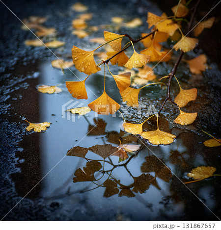 濡れた路面に落ちた銀杏の黄色い葉と秋の反射 131867657