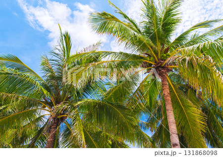 green coconuts growing on palm trees on the background a blue sky in the tropics in summer 131868098