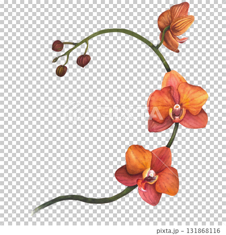 Orange orchid branch. For wallpaper and textiles. Watercolor illustration isolated on a white background. Hand-drawn. 131868116